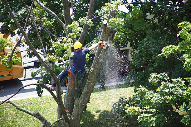 Best Tree and Shrub Care  in Caledonia, WI